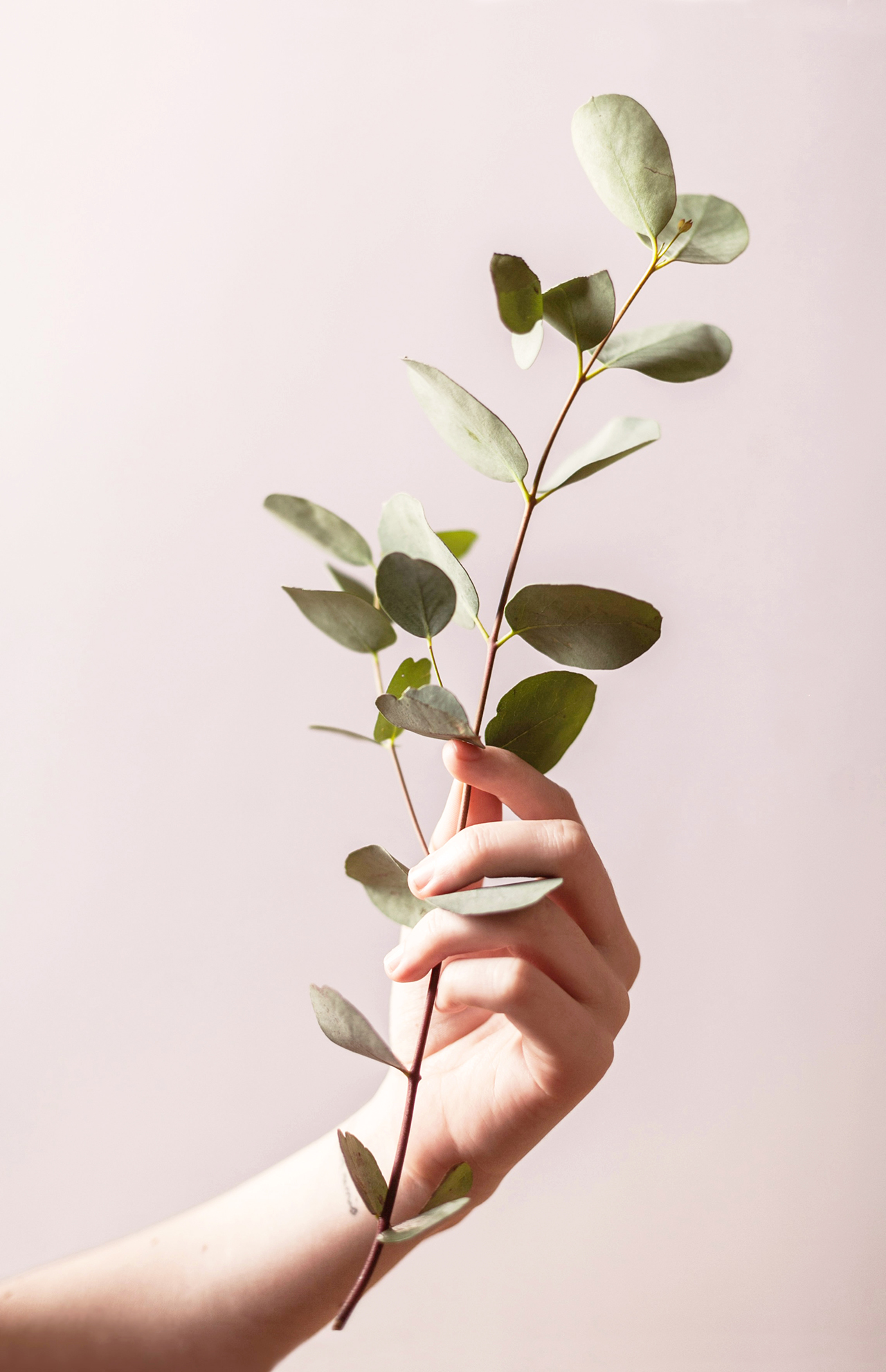 mano sujetando rama boho chi